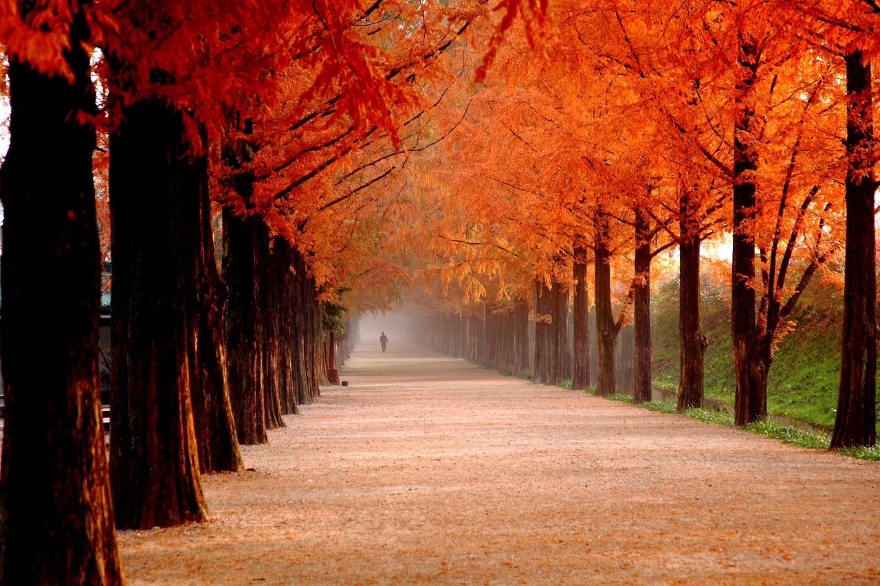 damyang, fog, meta information of ' win, tree, road, republic of korea, colonnade, nature, meta information inquiries yo