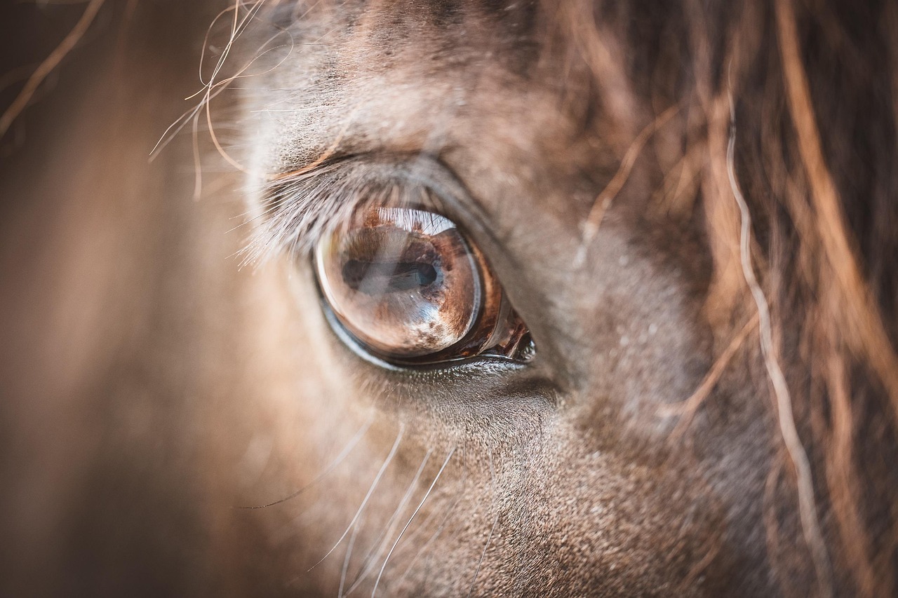 eye, horse, pony, horse eye, brown, animal, mammal, nature, detail, close up, macro, hair, fur, eyelashes, horse head, h